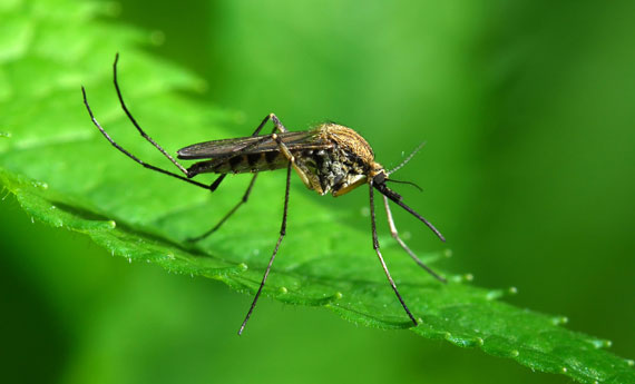 zanzare-rimedi-naturali-eliminazione